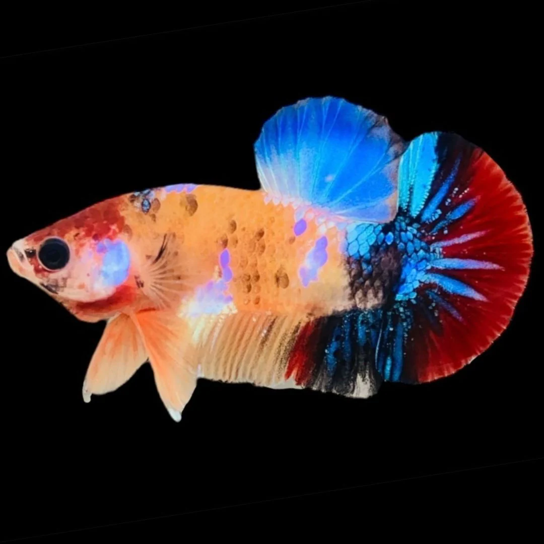 Rare Koi Multicolors Betta Fish (Male)