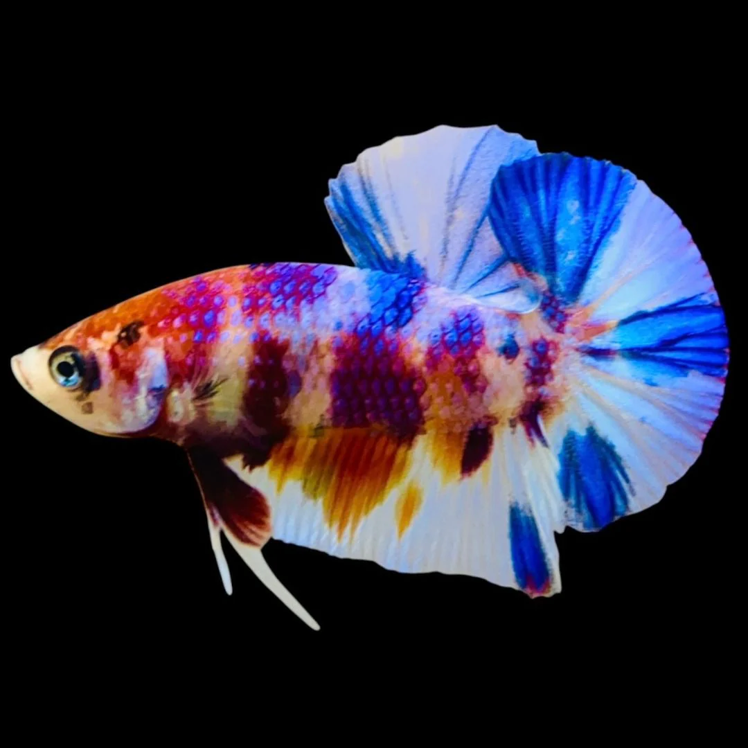 Rare Koi Multicolors Betta Fish (Male)