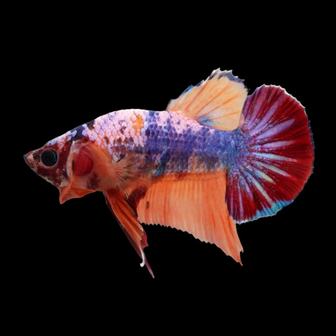 Rare Koi Multicolors Betta Fish (Male)