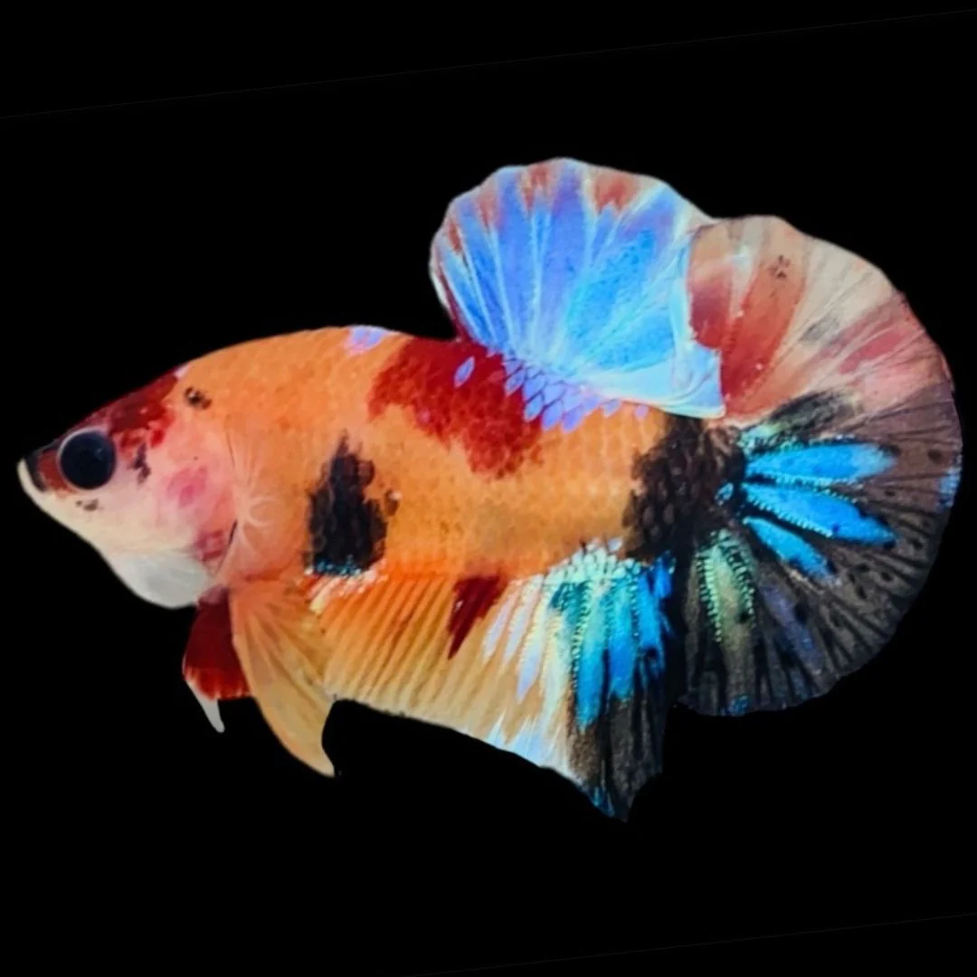 Rare Koi Multicolors Betta Fish (Male)