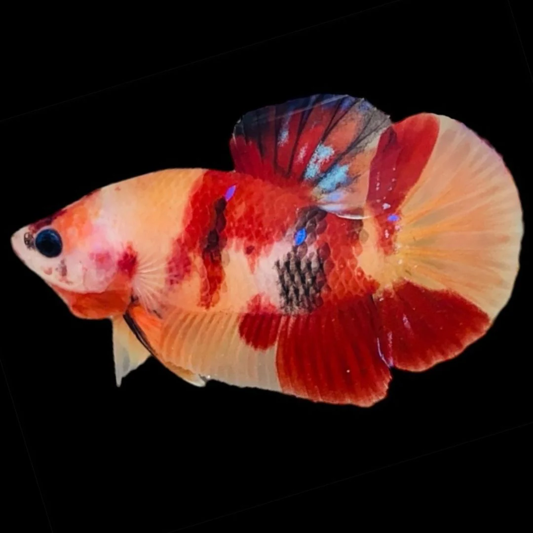 Rare Koi Multicolors Betta Fish (Male)