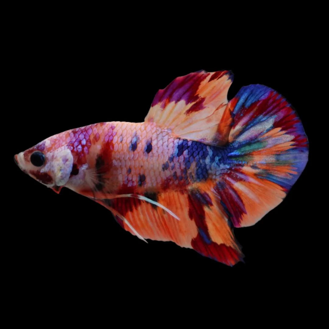 Rare Koi Multicolors Betta Fish (Male)
