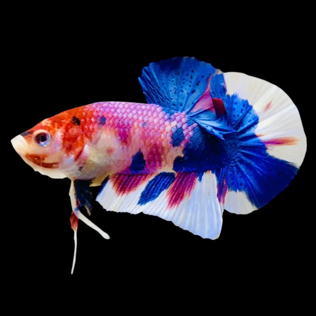 Rare Koi Multicolors Betta Fish (Male)