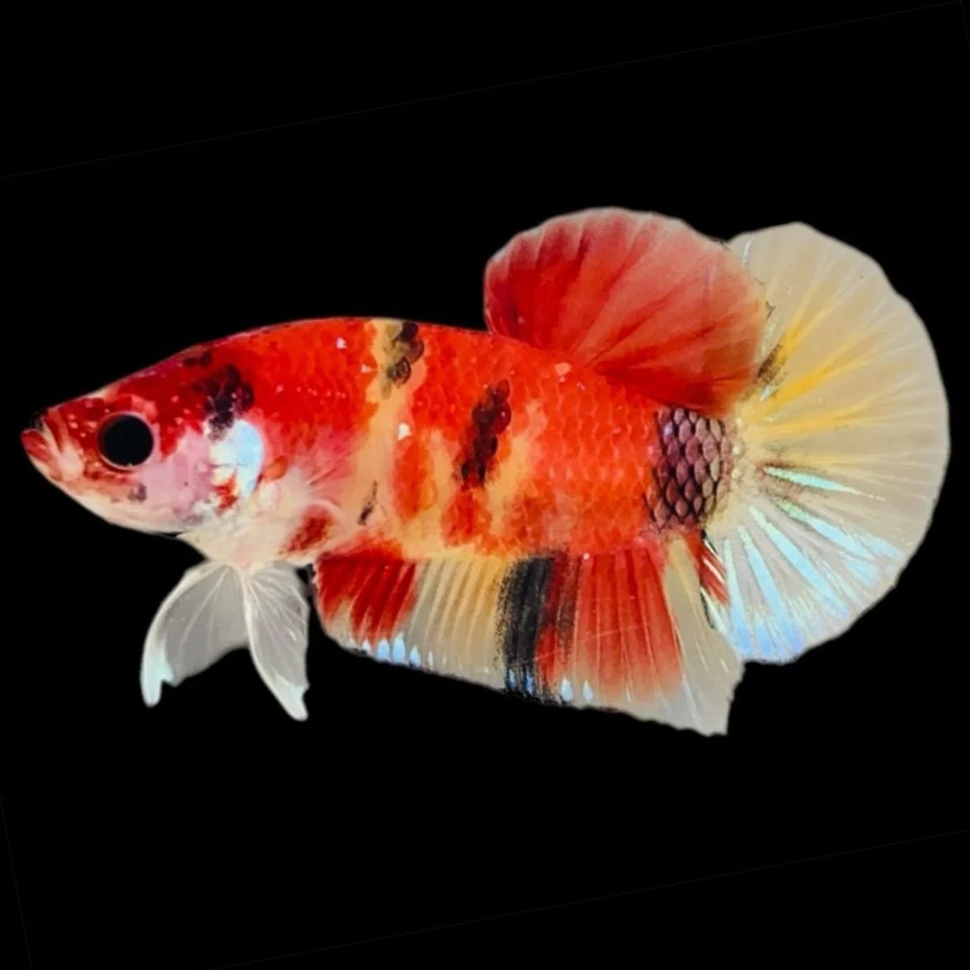 Rare Koi Multicolors Betta Fish (Male)