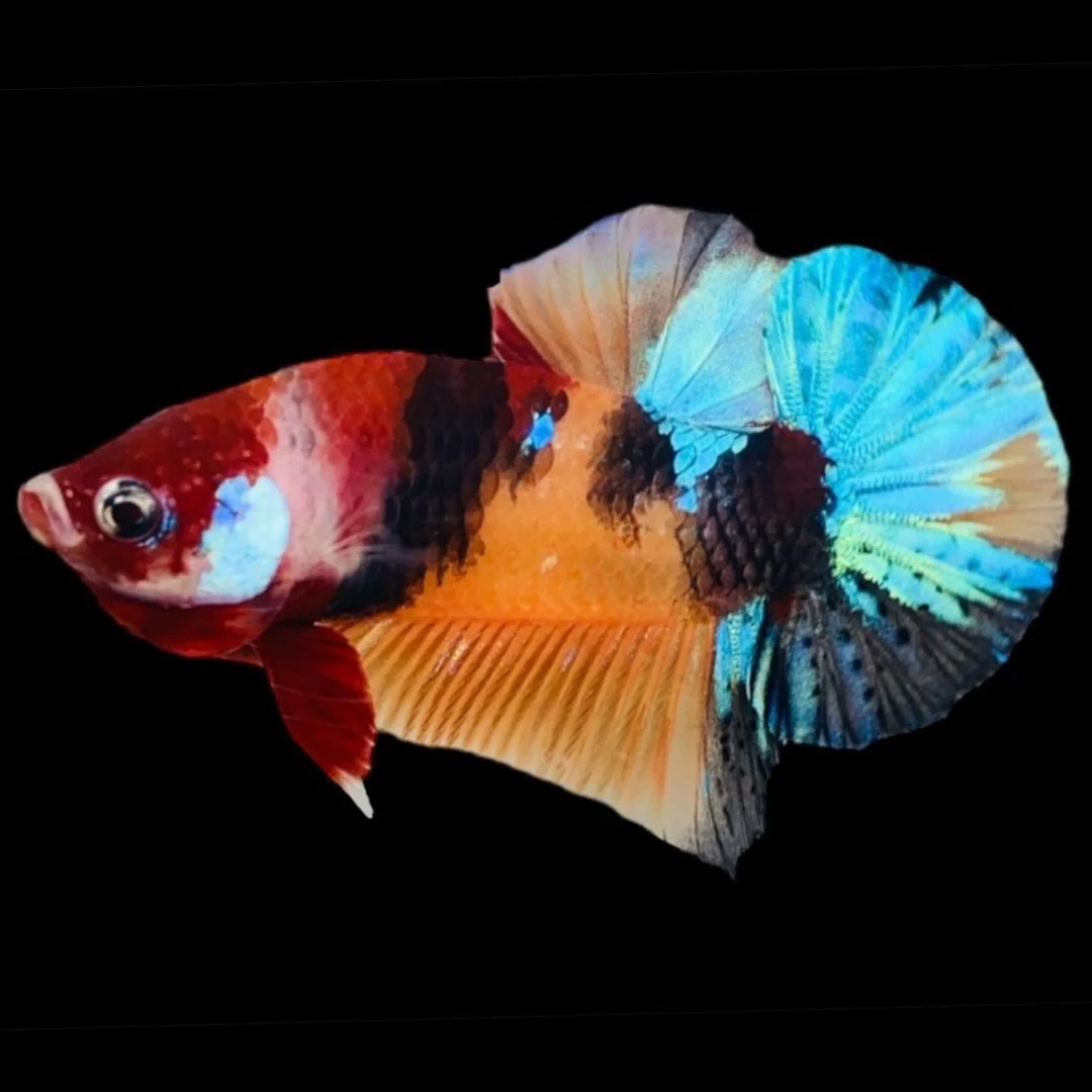 Rare Koi Multicolors Betta Fish (Male)