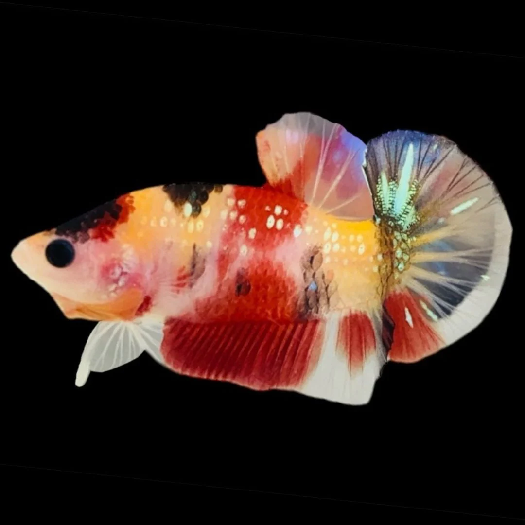 Rare Koi Multicolors Betta Fish (Male)