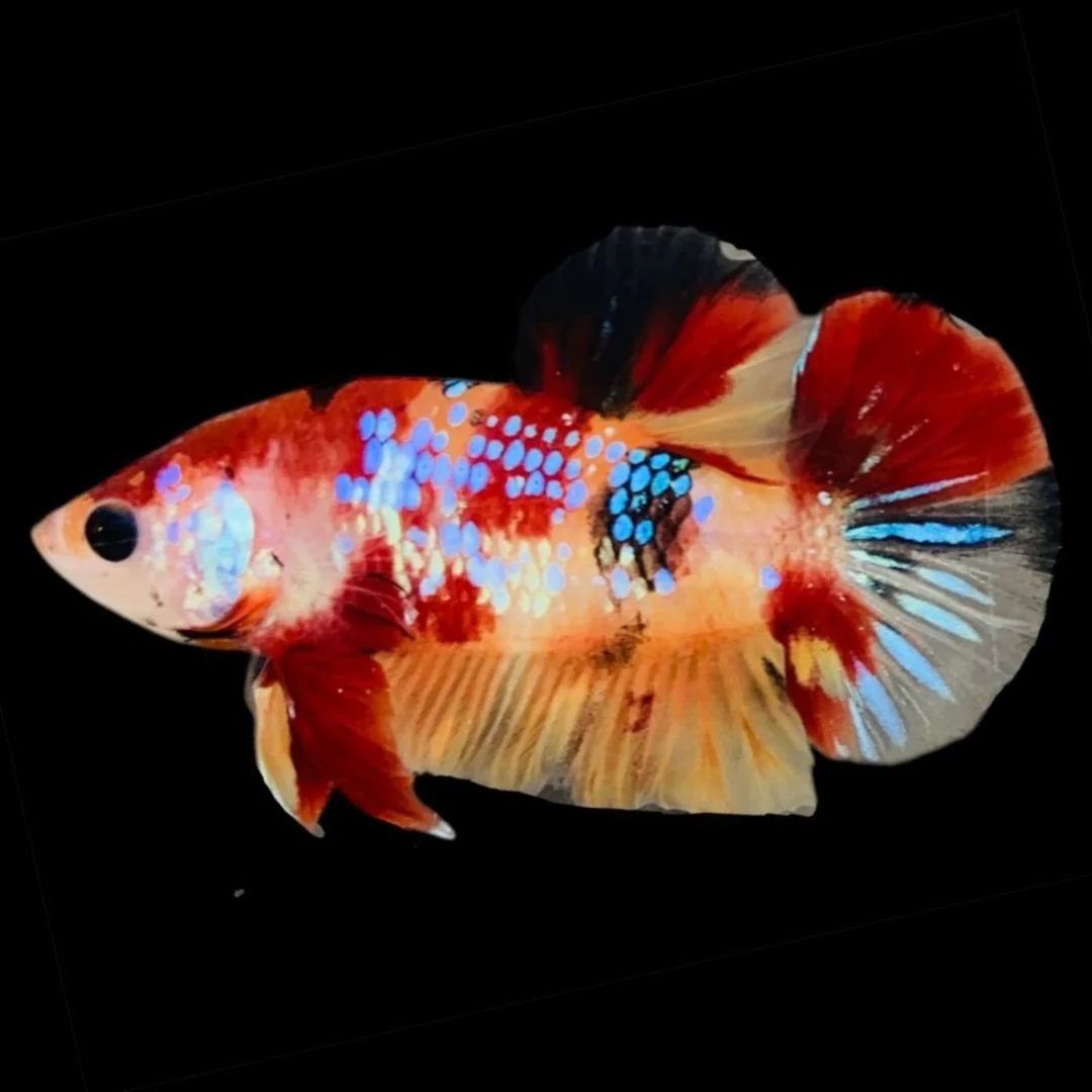 Rare Koi Multicolors Betta Fish (Male)
