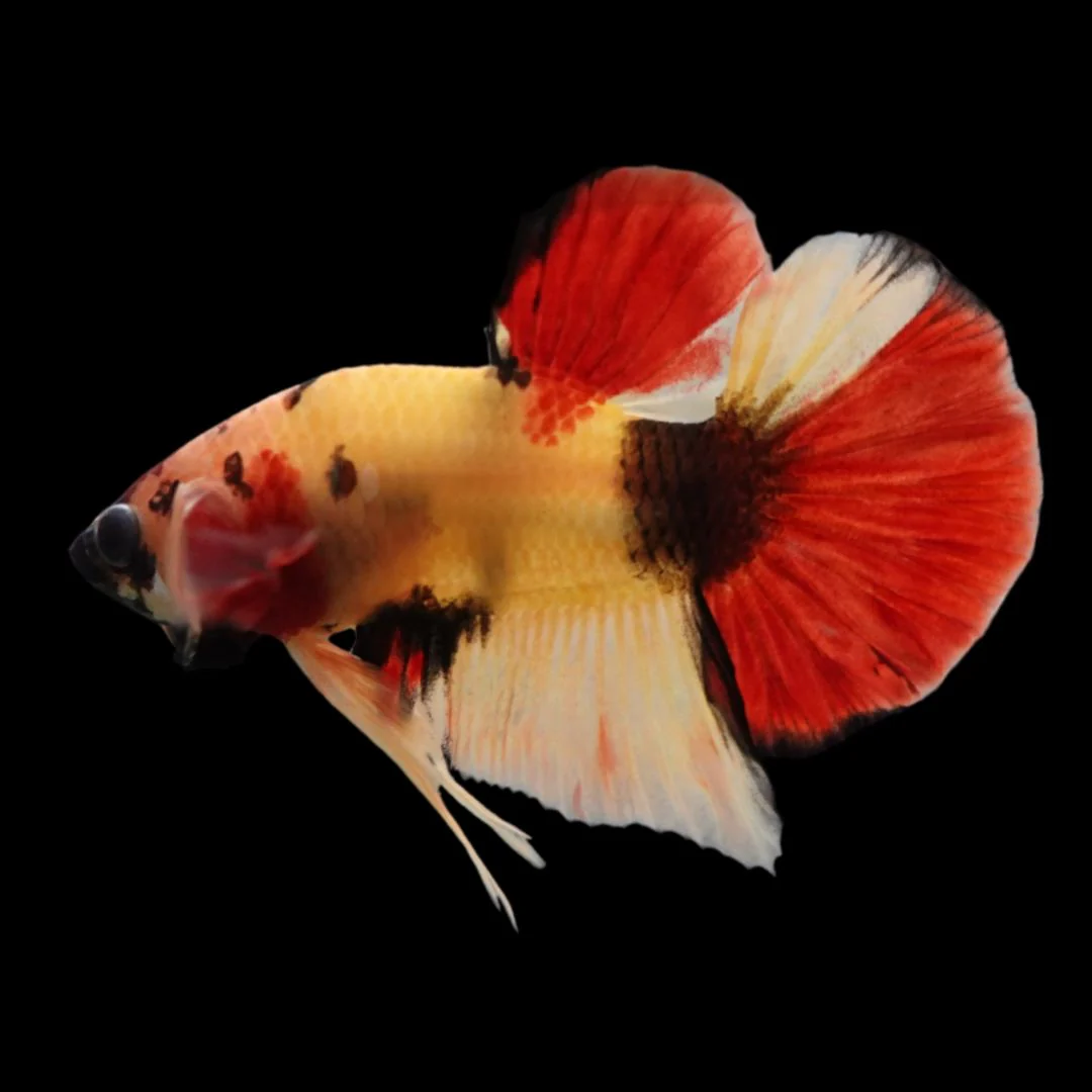 Rare Koi Multicolors Betta Fish (Male)