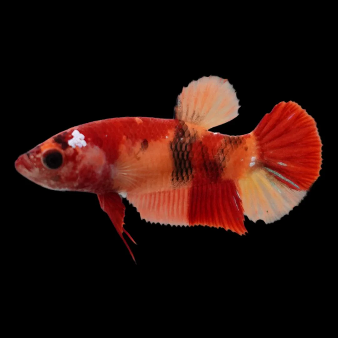 Rare Koi Multicolors Betta Fish (Male)