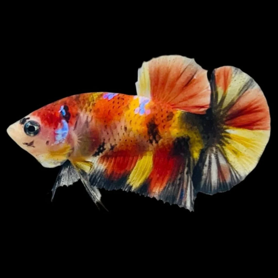 Rare Koi Multicolors Betta Fish (Male)