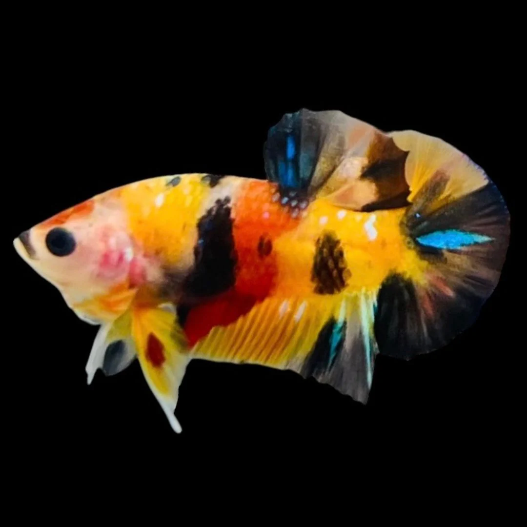 Rare Koi Multicolors Betta Fish (Male)