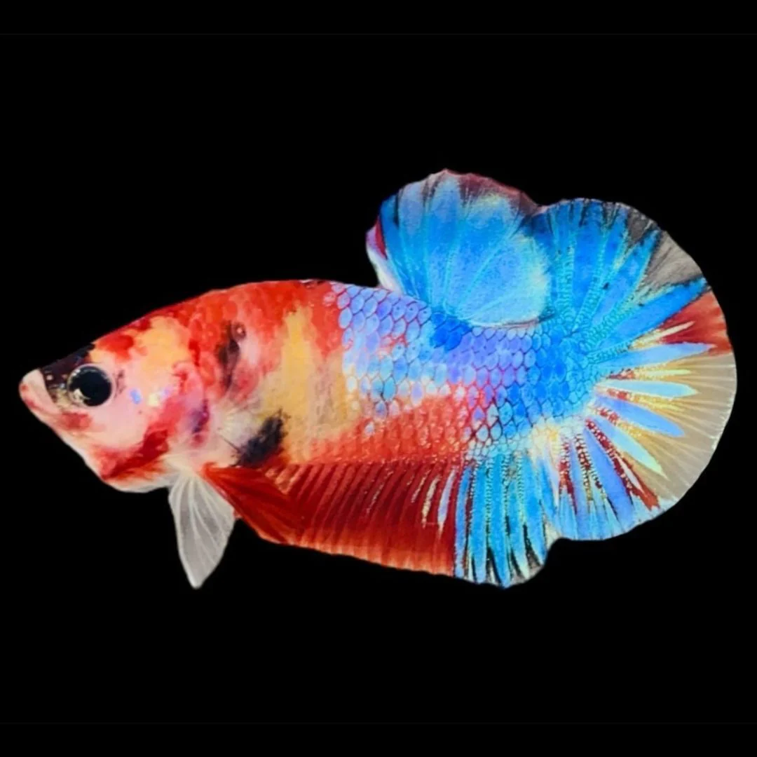 Rare Koi Multicolors Betta Fish (Male)