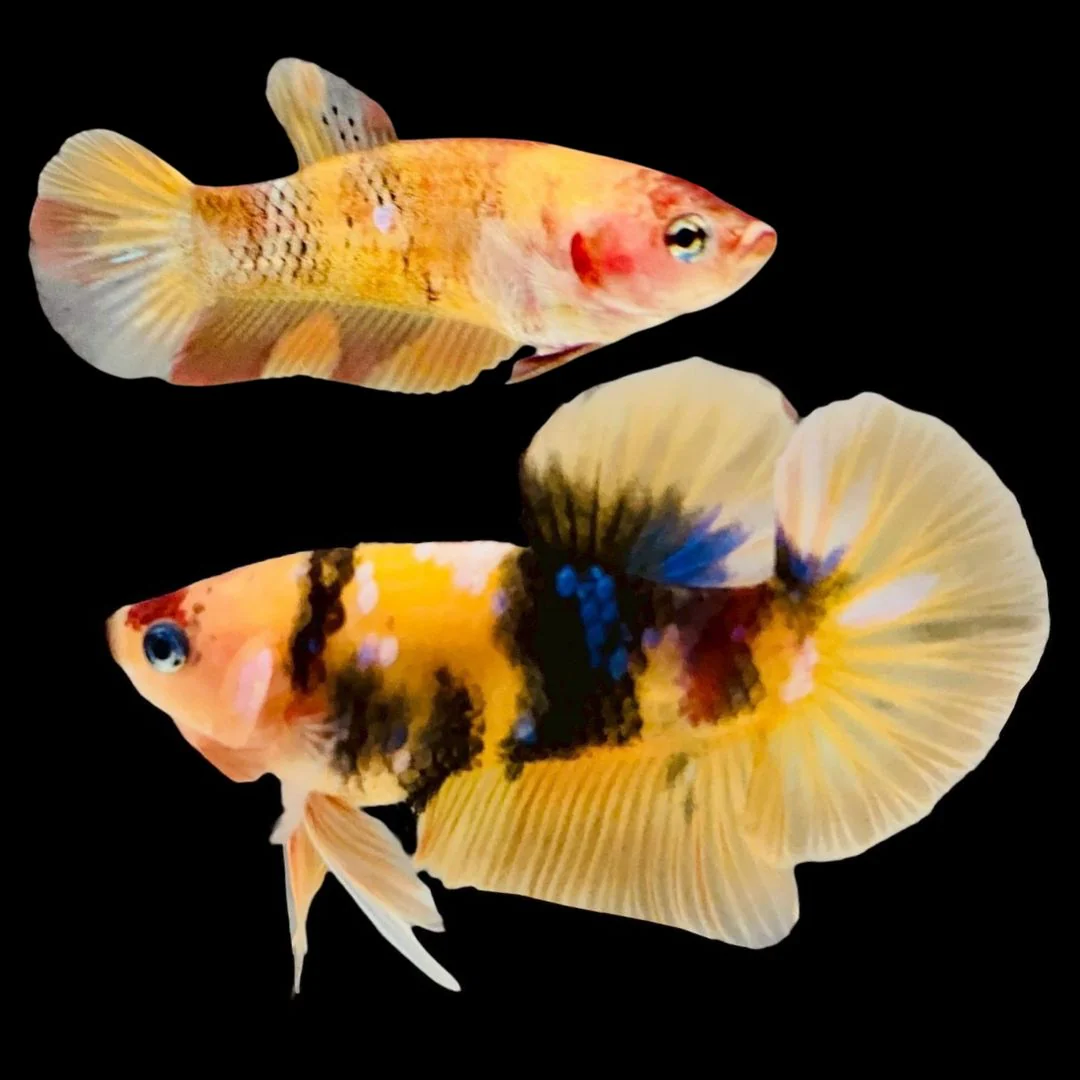 Rare Pair Koi Multicolors Betta Fish (Male & Female)