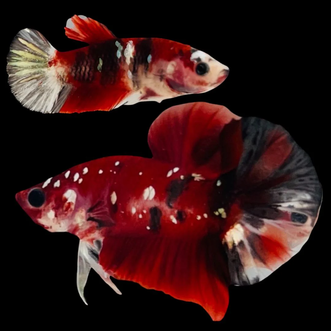 Rare Pair Red Copper Betta Fish (Male & Female)