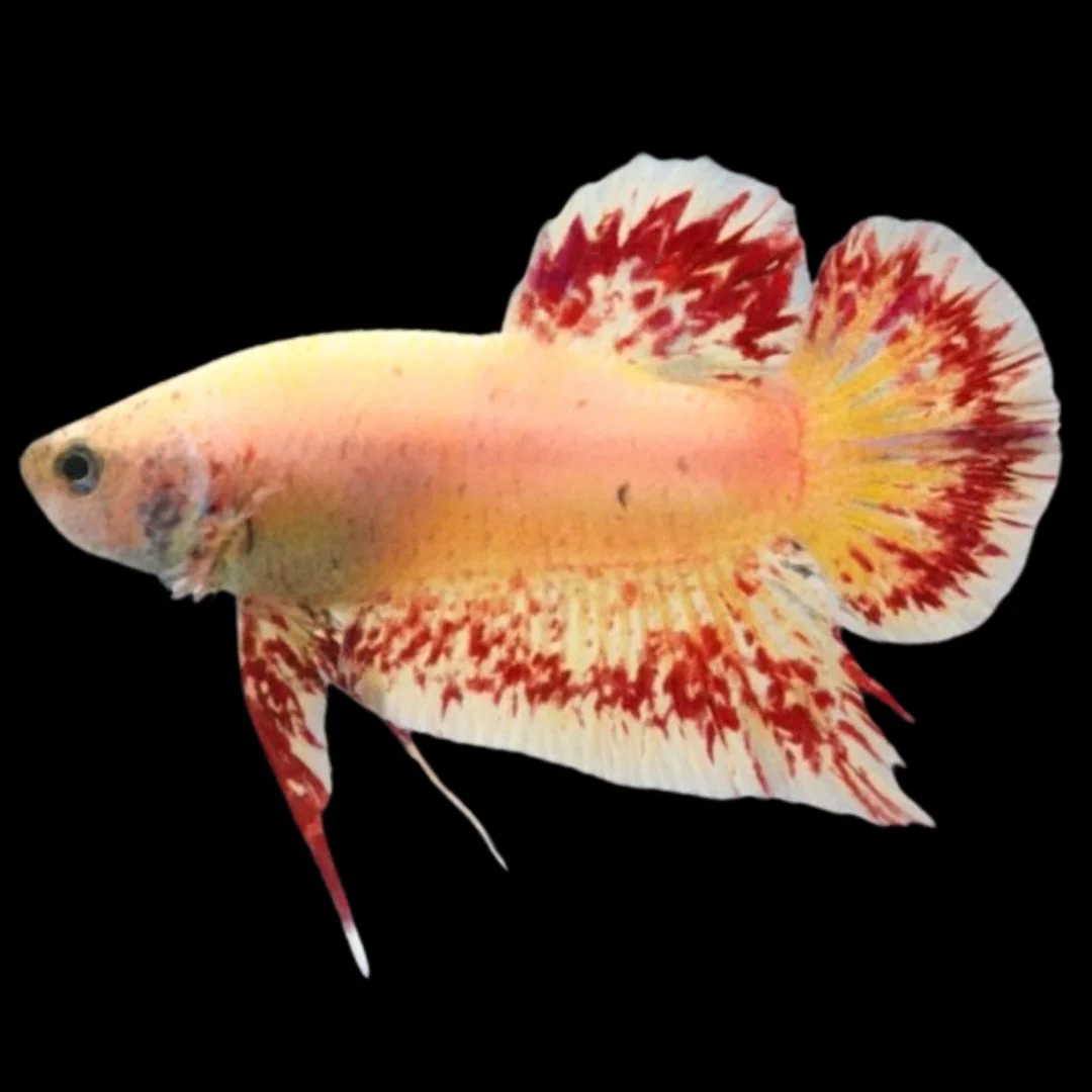 Rare Vanda Betta Fish (MALE)