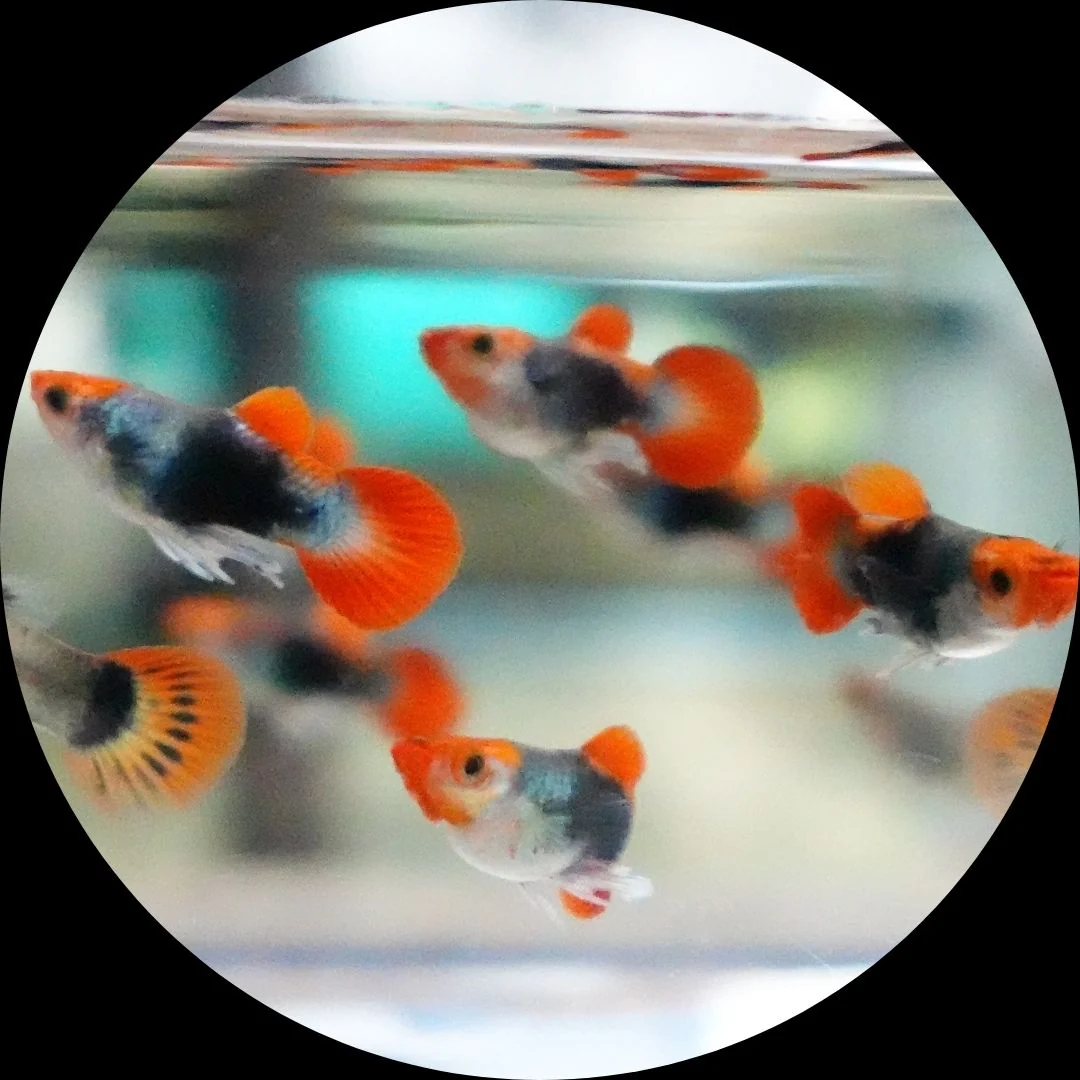 Red Koi Tuxedo Short Body Guppy Fish
