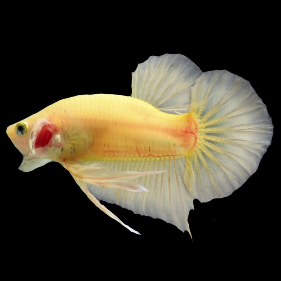Vivid Yellow Betta Fish (Male)