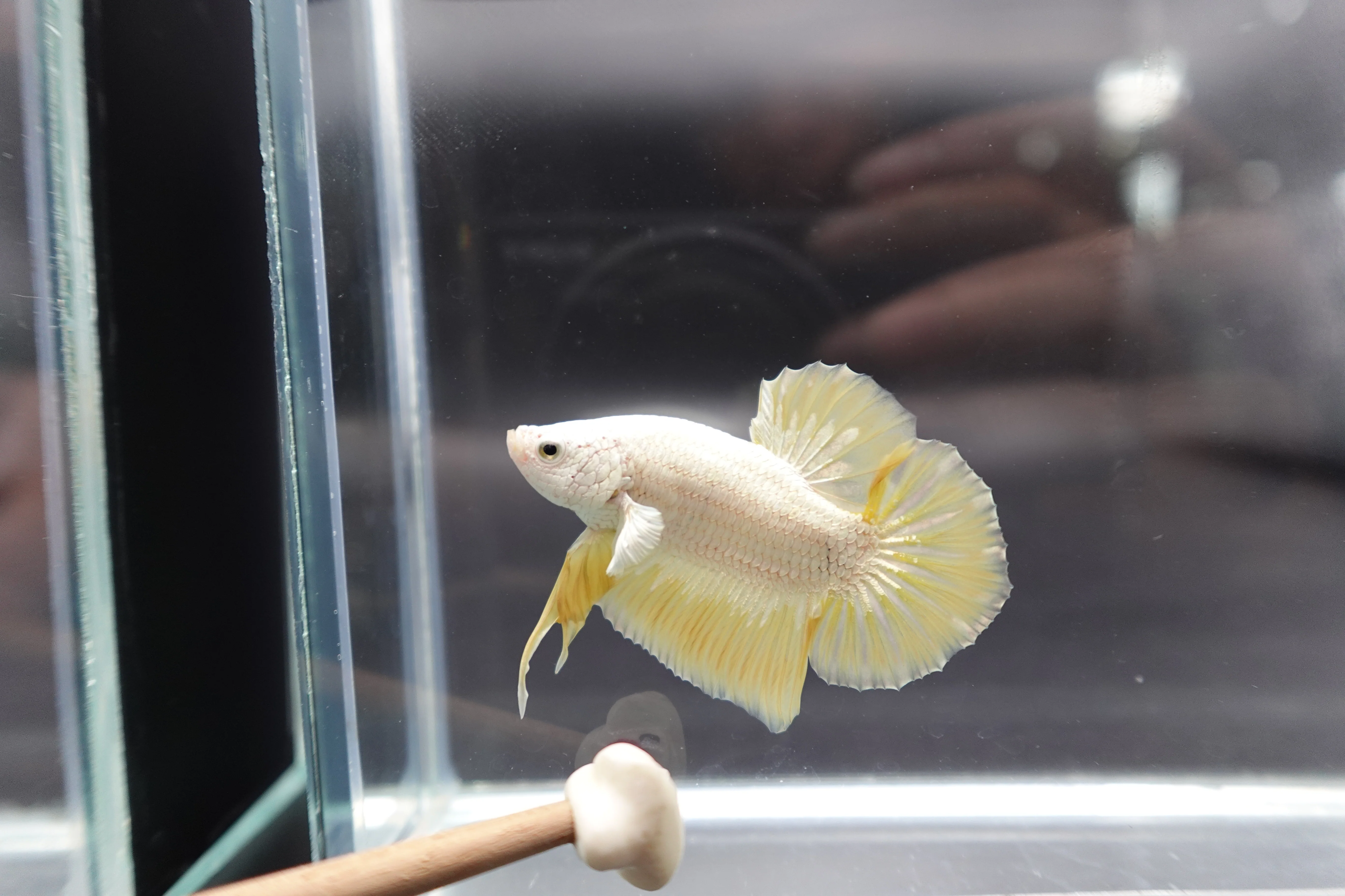 Yellow Dragon Scale Betta Fish (Male) - Image 2